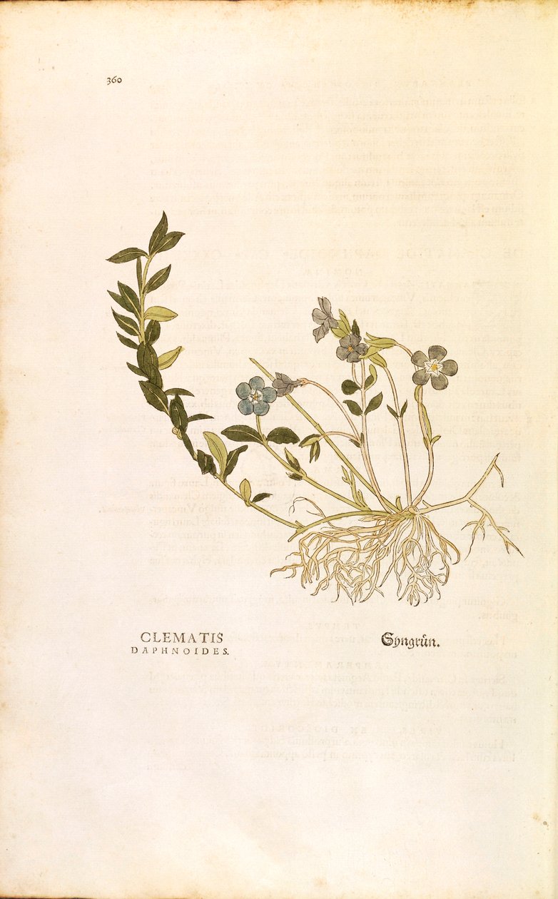 Barvínek - Vinca minor (Clematis daphnoides) od Leonharta Fuchse z De historia stirpium commentarii insignes (Významné komentáře k historii rostlin), kolorovaná rytina od Leonhard Fuchs