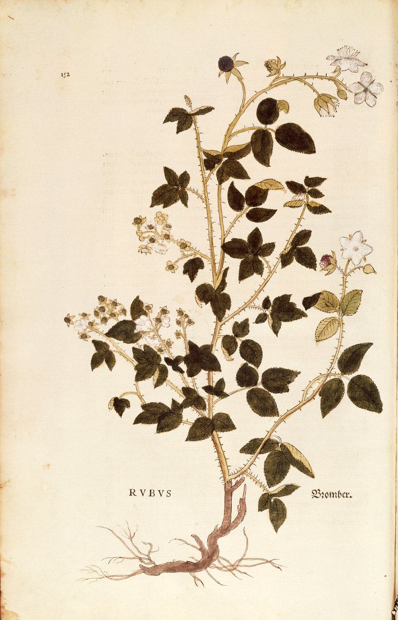 Deska: Dewberry (Rubus) od Leonharta Fuchse z De historia stirpium commentarii insignes (Významné komentáře k historii rostlin), kolorovaná rytina od Leonhard Fuchs