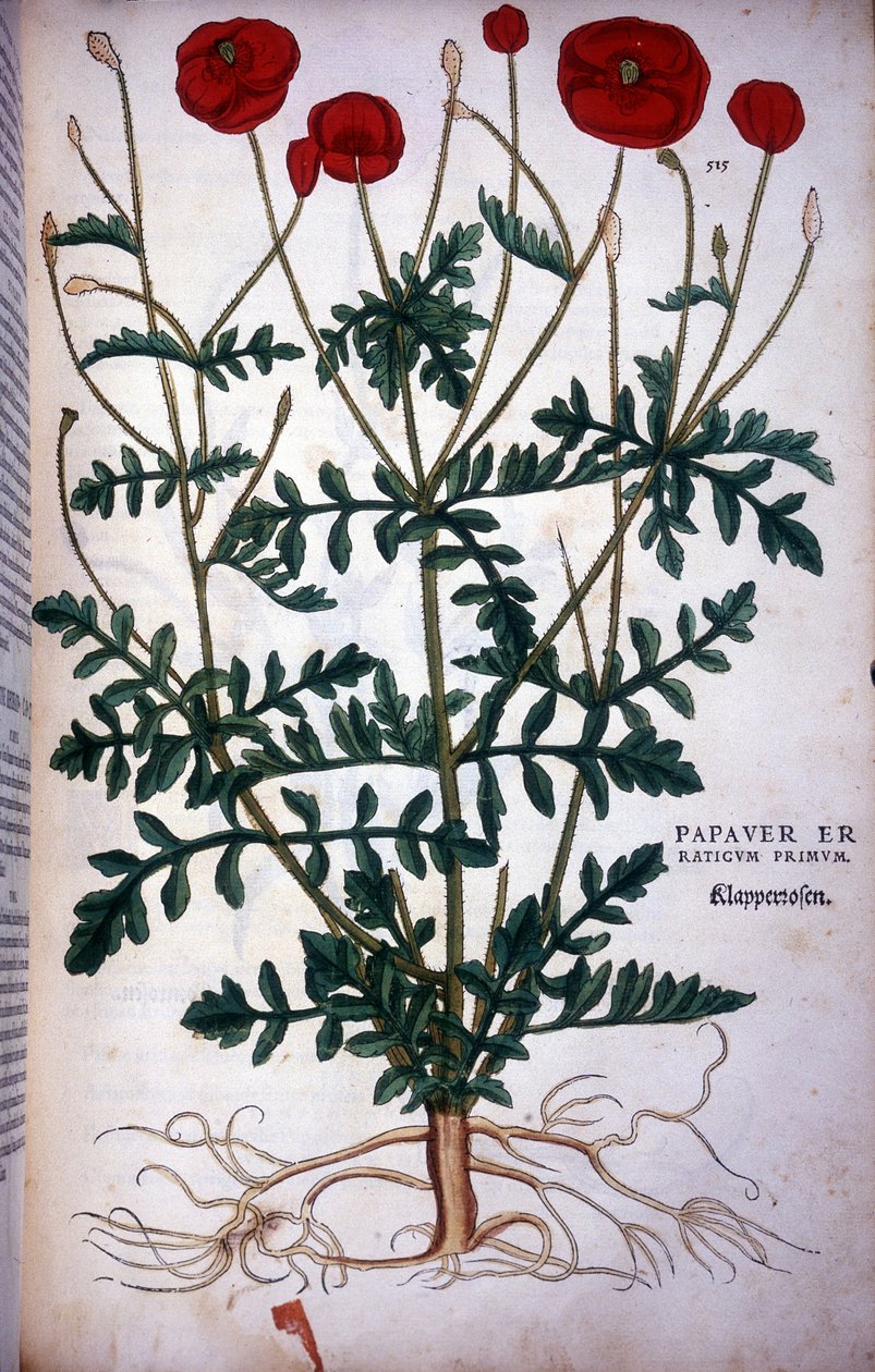 Poppy in - in "" The History of Racism Comment Odznaky,..." od Leonharta Fuchse od Leonhard Fuchs