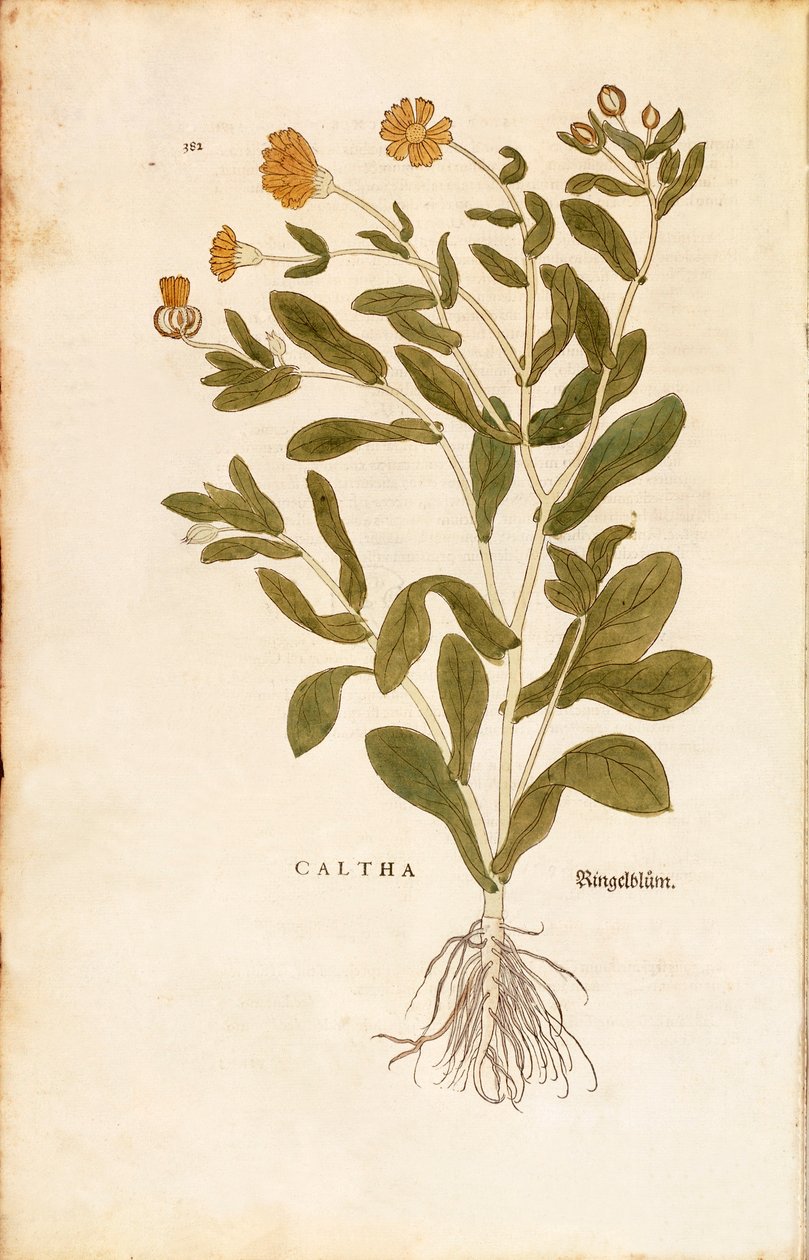 Měsíček lékařský - Calendula officinalis (Caltha) od Leonharta Fuchse z De historia stirpium commentarii insignes (Významné komentáře k historii rostlin) kolorovaná rytina od Leonhard Fuchs