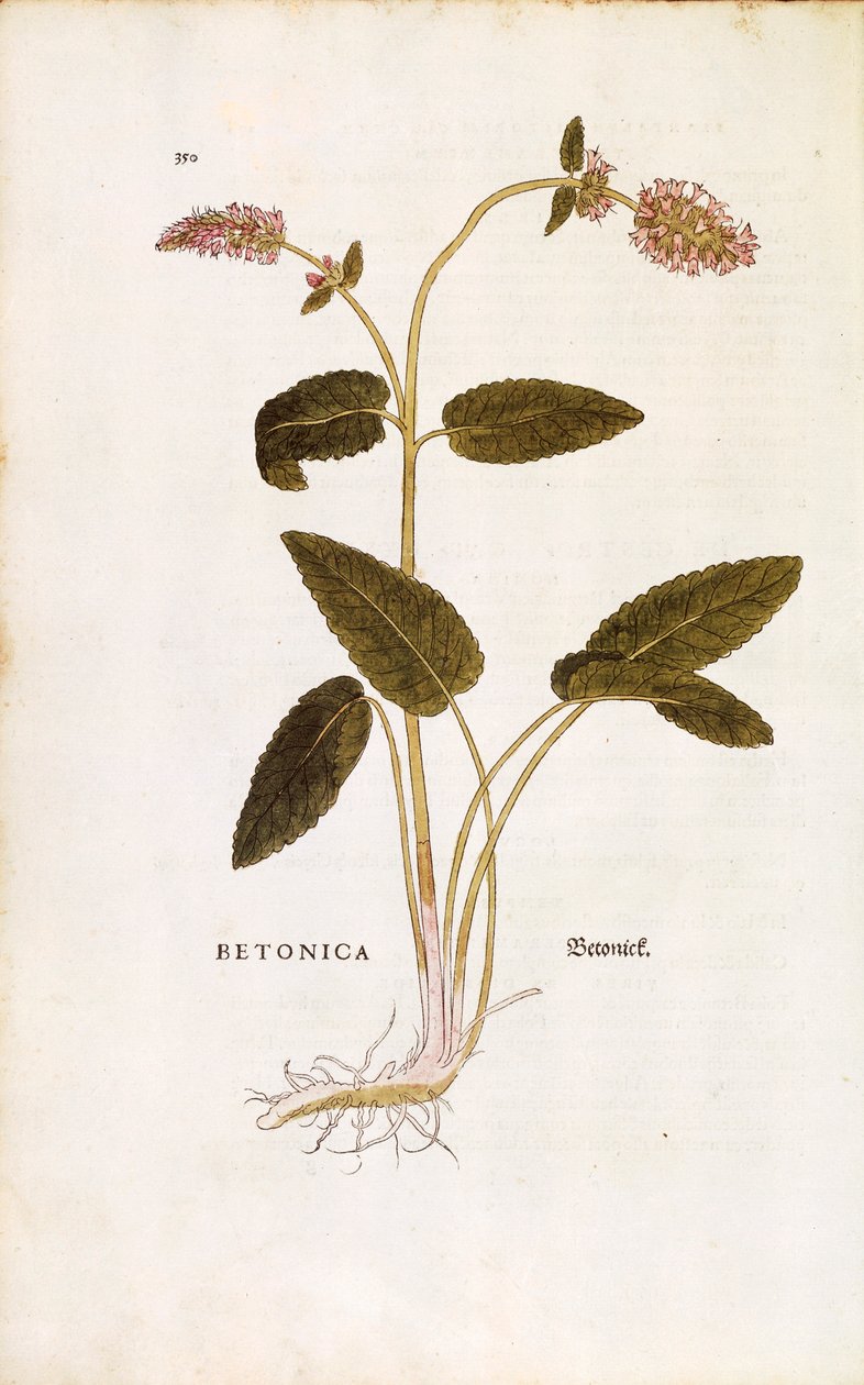Betonie nachová neboli třezalka lékařská - Stachys officinalis (Betonica) od Leonharta Fuchse z knihy De historia stirpium commentarii insignes (Pozoruhodné komentáře k dějinám rostlin) kolorovaná rytina od Leonhard Fuchs