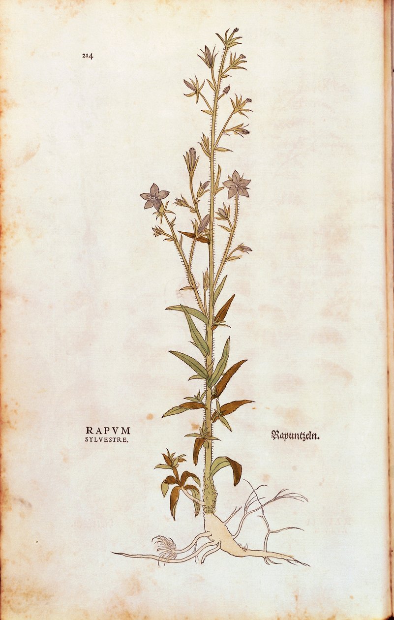 Rampion zvonek - Campanula rapunculus (Rapum sylvestre) od Leonharta Fuchse z De historia stirpium commentarii insignes (Významné komentáře k historii rostlin) kolorovaná rytina od Leonhard Fuchs