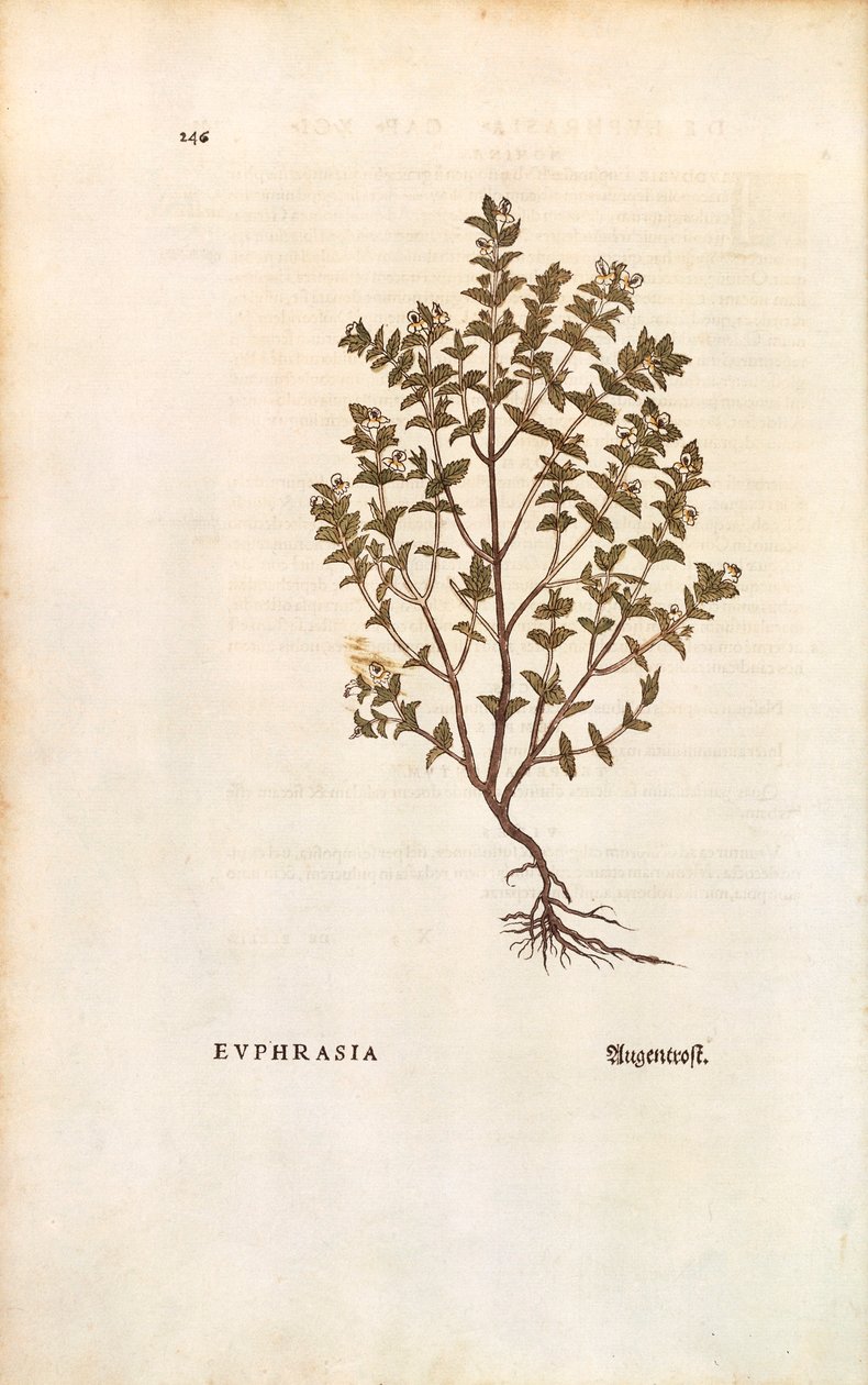 Barevná rytina světlík červený (Euphrasia officinalis) od Leonharta Fuchse z De historia stirpium commentarii insignes (Významné komentáře k historii rostlin) od Leonhard Fuchs