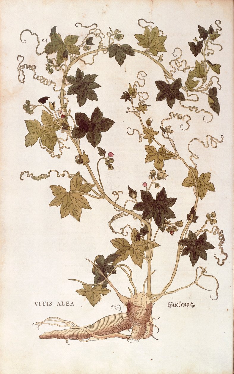 Bryony červená - Bryonia dioica (Vitis alba) od Leonharta Fuchse z De historia stirpium commentarii insignes (Významné komentáře k historii rostlin), kolorovaná rytina od Leonhard Fuchs