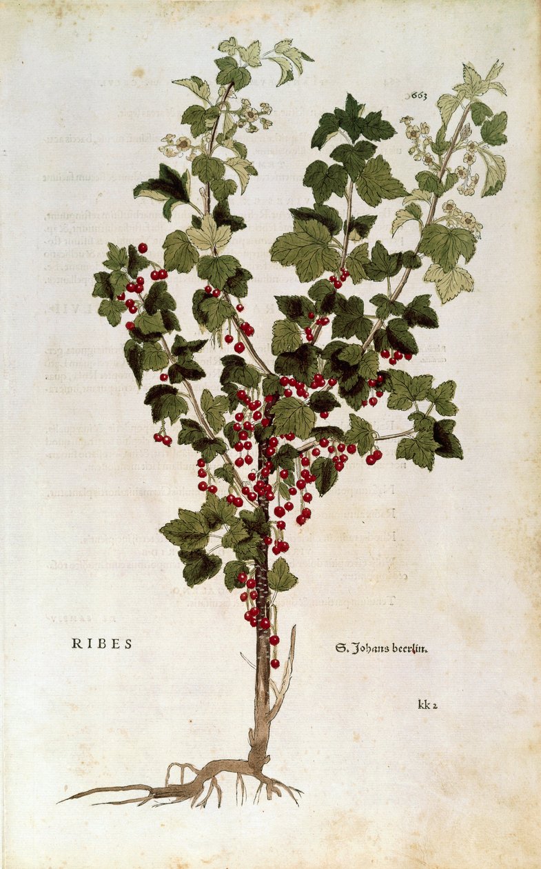 Červený rybíz (Ribes rubrum) podle Leonharta Fuchse z knihy De historia stirpium commentarii insignes od Leonhard Fuchs