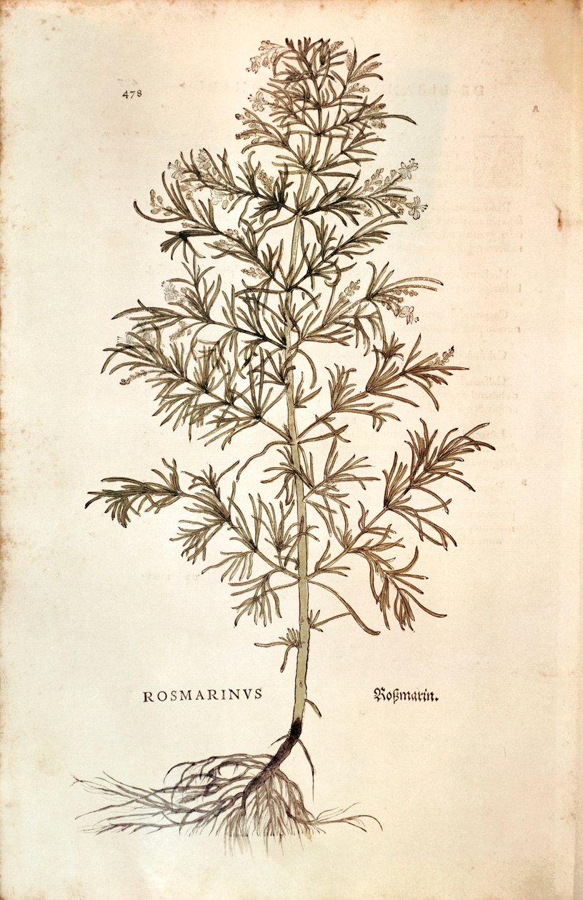 Rozmarýn, Rosmarinus Officinalis (Rosmarinus). barevná rytina od Leonhard Fuchs