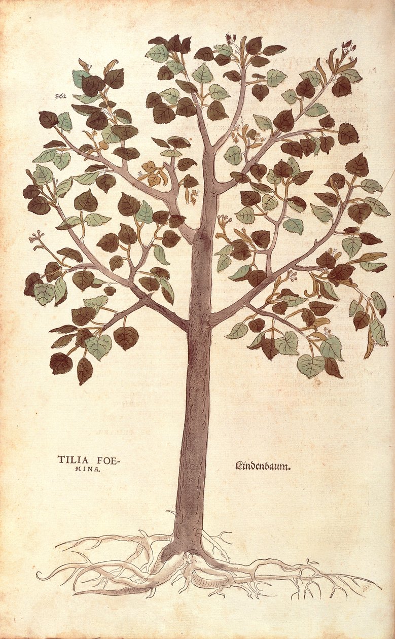 Lípa malolistá - Tilia cordata (Tilia foemina) od Leonharta Fuchse z De historia stirpium commentarii insignes (Významné komentáře k historii rostlin) kolorovaná rytina od Leonhard Fuchs