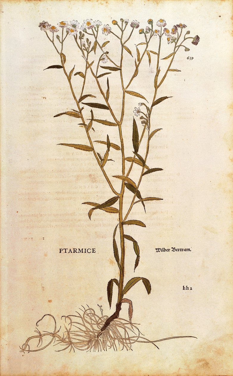 Kýchavka - Achillea ptarmica (Ptarmice) od Leonharta Fuchse z De historia stirpium commentarii insignes (Významné komentáře k historii rostlin) kolorovaná rytina od Leonhard Fuchs