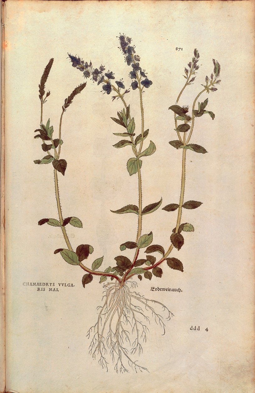 Rozrazil - Veronica officinalis nebo Kompaktní rozrazil modrý - Veronica allionii (Chamaedrys vulgaris mas) od Leonharta Fuchse z De historia stirpium commentarii insignes (Významné komentáře k historii rostlin) kolorovaná rytina od Leonhard Fuchs