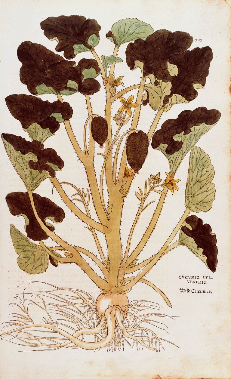 Stříkající okurka - Ecballium elaterium (Cucumis sylvestris) od Leonharta Fuchse z De historia stirpium commentarii insignes (Významné komentáře k historii rostlin) kolorovaná rytina od Leonhard Fuchs