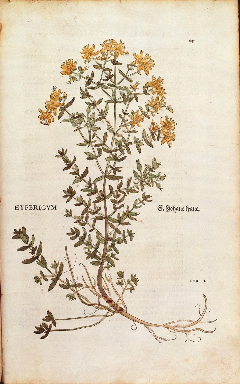 Třezalka tečkovaná (Hypericum perforatum) od Leonharta Fuchse z De historia stirpium commentarii insignes (Významné komentáře k historii rostlin) kolorovaná rytina od Leonhard Fuchs