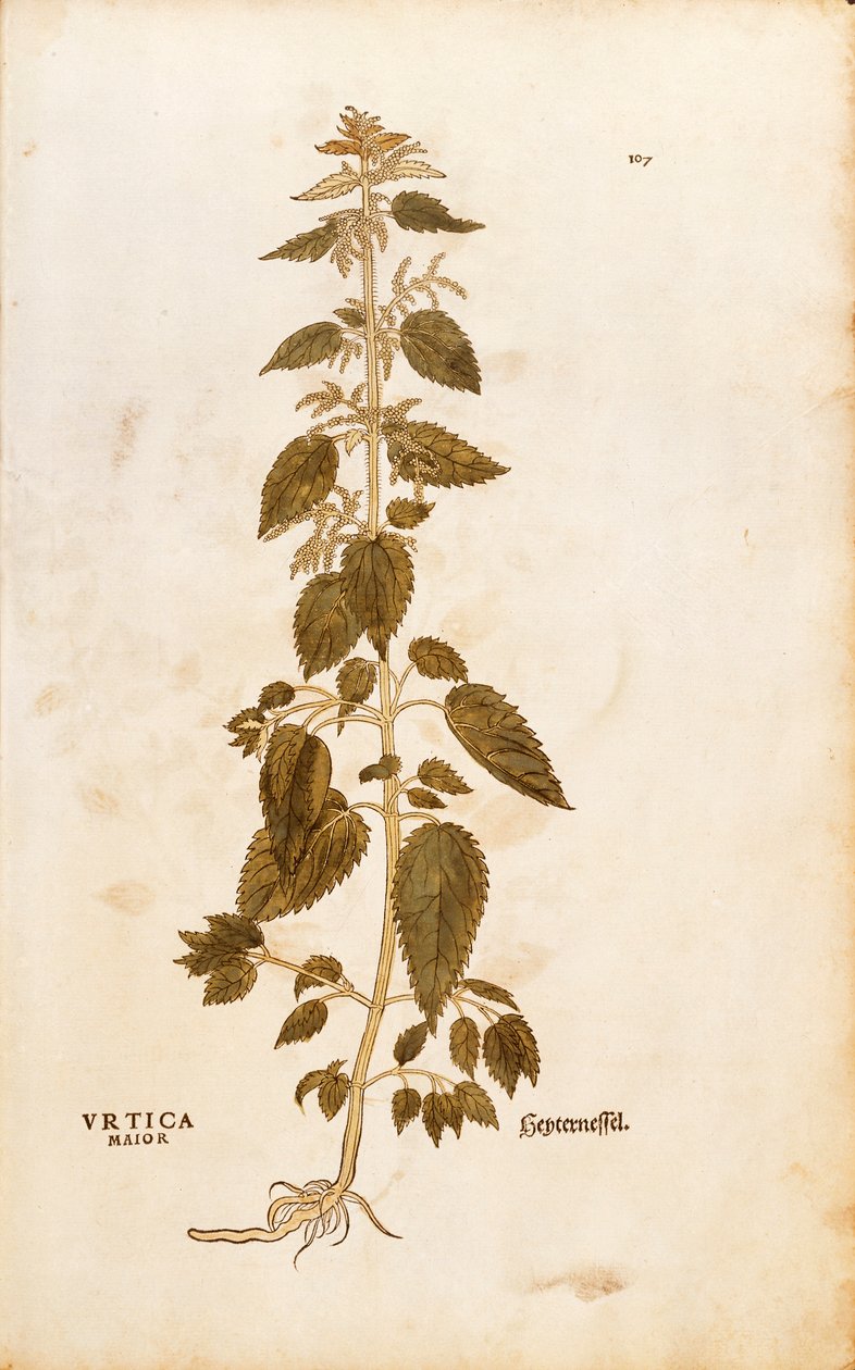 Kopřiva dvoudomá - Urtica dioica (Urtica maior) od Leonharta Fuchse z De historia stirpium commentarii insignes (Významné komentáře k historii rostlin), kolorovaná rytina od Leonhard Fuchs