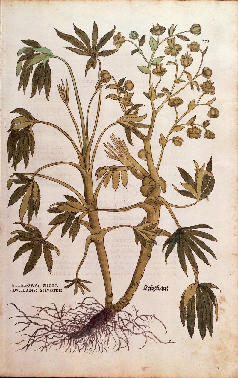 Čemeřice smradlavá nebo hnojník - Helleborus foetidus (Helleborus niger adulterinus sylvestris) od Leonharta Fuchse z De historia stirpium commentarii insignes (Významné komentáře k historii rostlin), kolorovaná rytina od Leonhard Fuchs