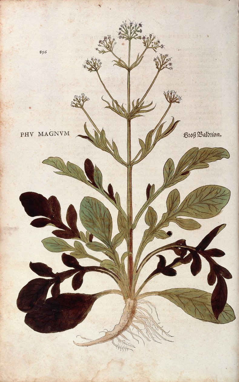 Kozlík lékařský - Valeriana officinalis (Phu magnum) od Leonharta Fuchse z De historia stirpium commentarii insignes (Významné komentáře k historii rostlin) kolorovaná rytina od Leonhard Fuchs
