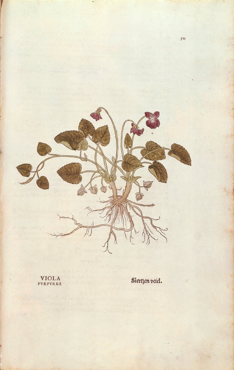 Fialová (Viola odorata) od Leonharta Fuchse z De historia stirpium commentarii insignes (Významné komentáře k historii rostlin), kolorovaná rytina od Leonhard Fuchs