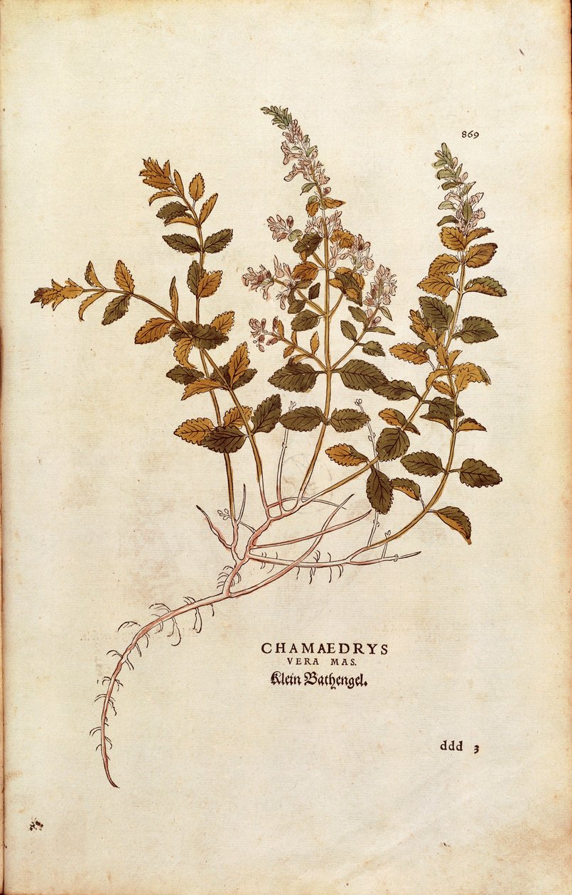 Wall Germander - Teucrium chamaedrys (Chamaedrys vera mas) od Leonharta Fuchse z De historia stirpium commentarii insignes (Významné komentáře k historii rostlin) kolorovaná rytina od Leonhard Fuchs