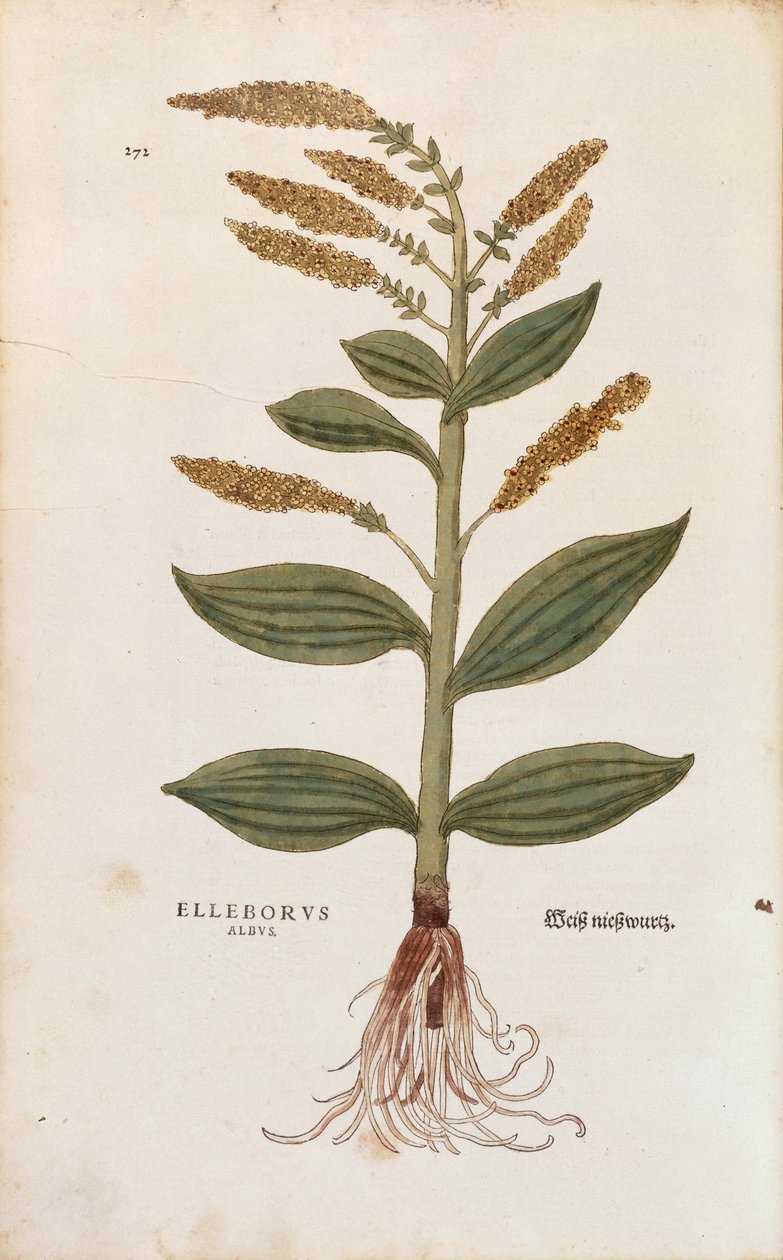 Bílá čemeřice - Veratrum album (Elleborus albus) od Leonharta Fuchse z De historia stirpium commentarii insignes (Významné komentáře k historii rostlin), kolorovaná rytina od Leonhard Fuchs