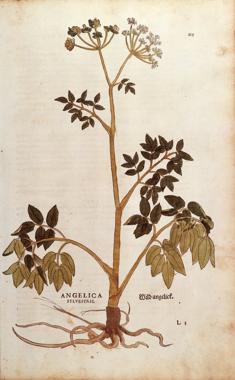 Andělika divoká (Angelica sylvestris) od Leonharta Fuchse z De historia stirpium commentarii insignes (Významné komentáře k historii rostlin) kolorovaná rytina od Leonhard Fuchs