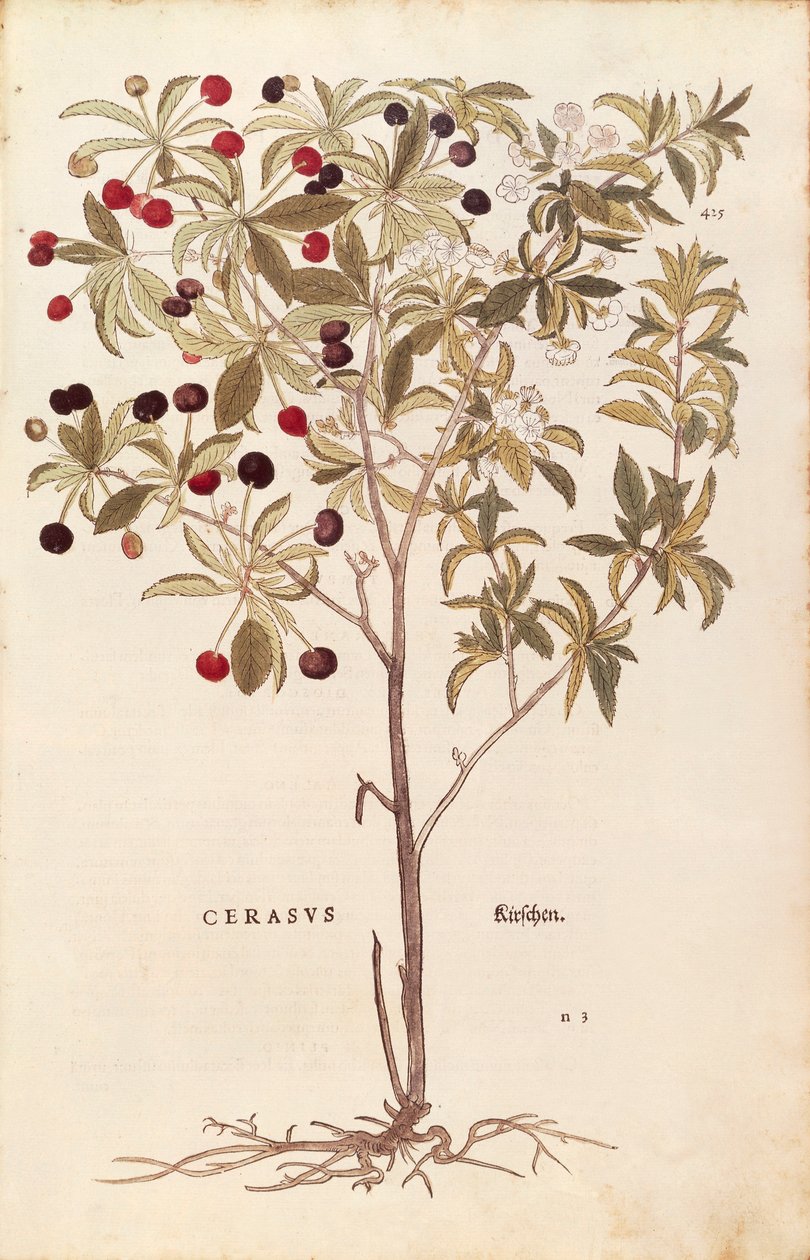 Divoká třešeň - Prunus avium (Cerasus) od Leonharta Fuchse z De historia stirpium commentarii insignes (Významné komentáře k historii rostlin) kolorovaná rytina od Leonhard Fuchs