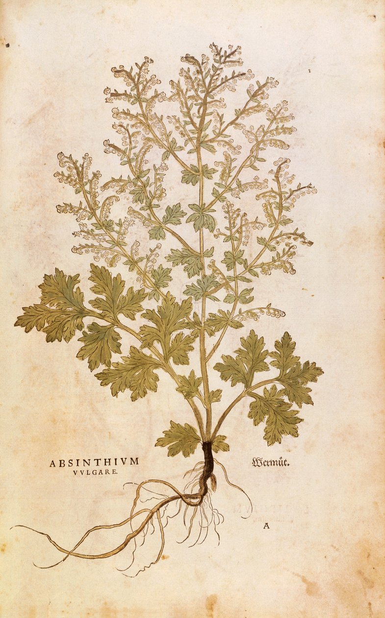 Pelyněk - Artemisia absinthium (Absinthium vulgare) od Leonharta Fuchse z De historia stirpium commentarii insignes (Významné komentáře k historii rostlin), kolorovaná rytina od Leonhard Fuchs
