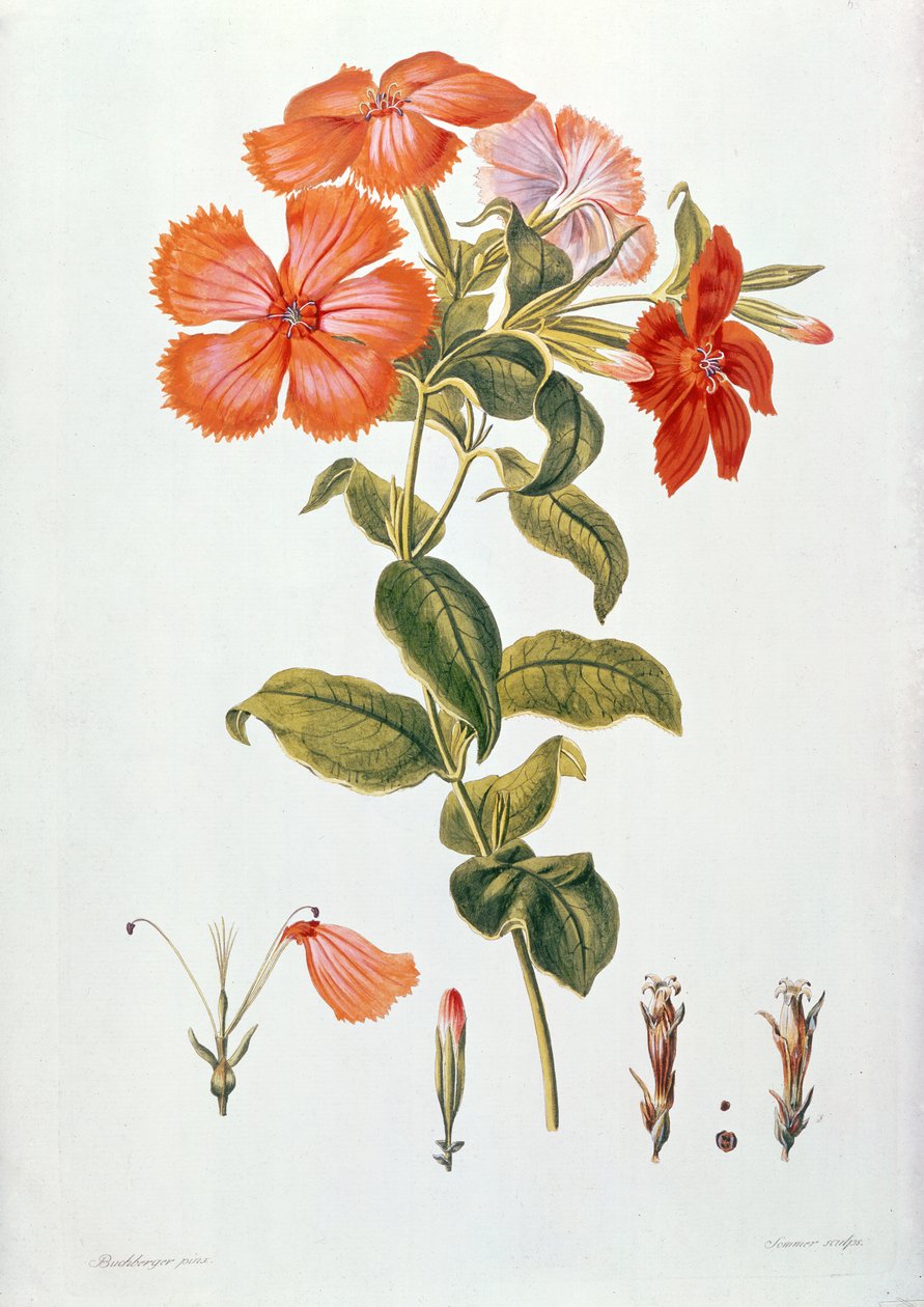 Lychnis coronaria, z ‚Thesaurus Botanicus‘, 1819 od Leopold Trattinick