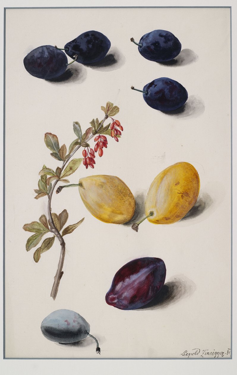 ovoce od Leopold Zinnogger