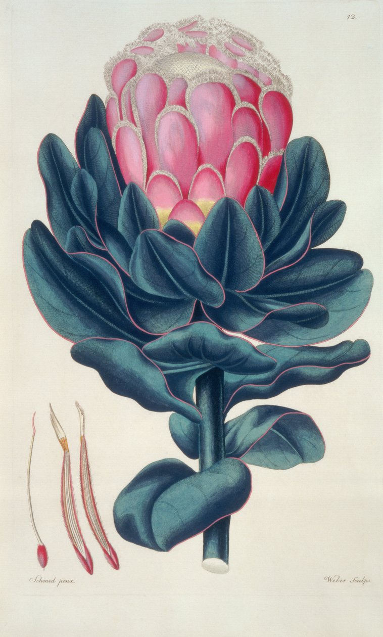 Protea speciosa, Perigonia pistillum (pl.12) z `Thesaurus Botanicus