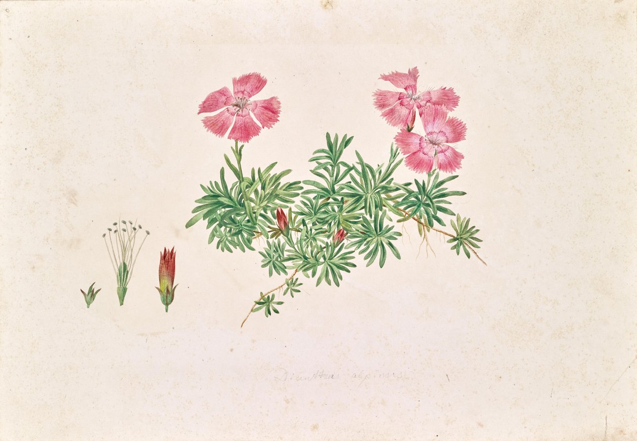Hvozdík alpský (Dianthus alpinus) od Leopold von Stoll