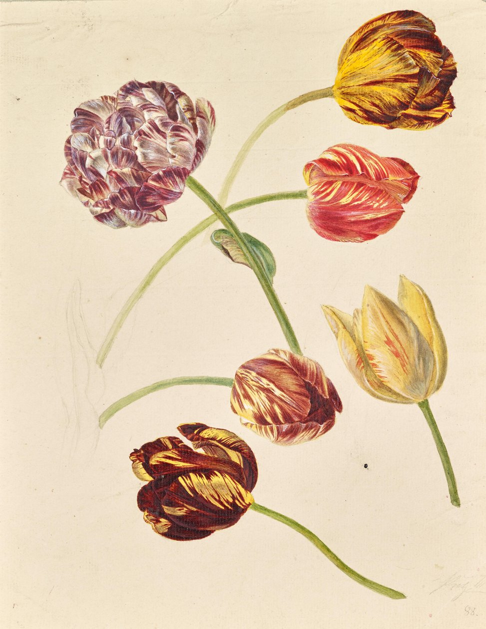 Tulipány od Leopold von Stoll