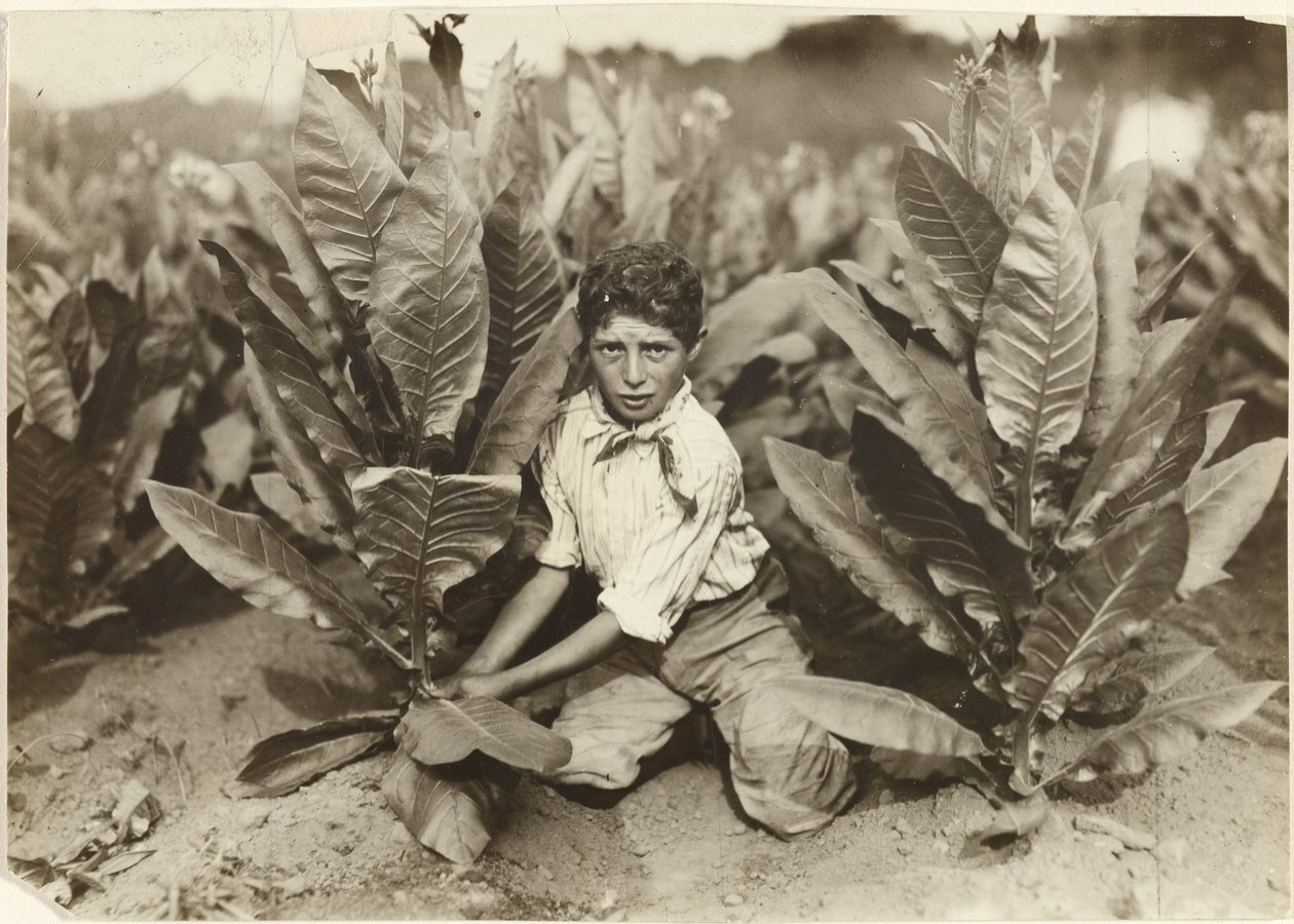 Desetiletý sběrač na tabákové farmě Gildersleeve od Lewis W. Hine