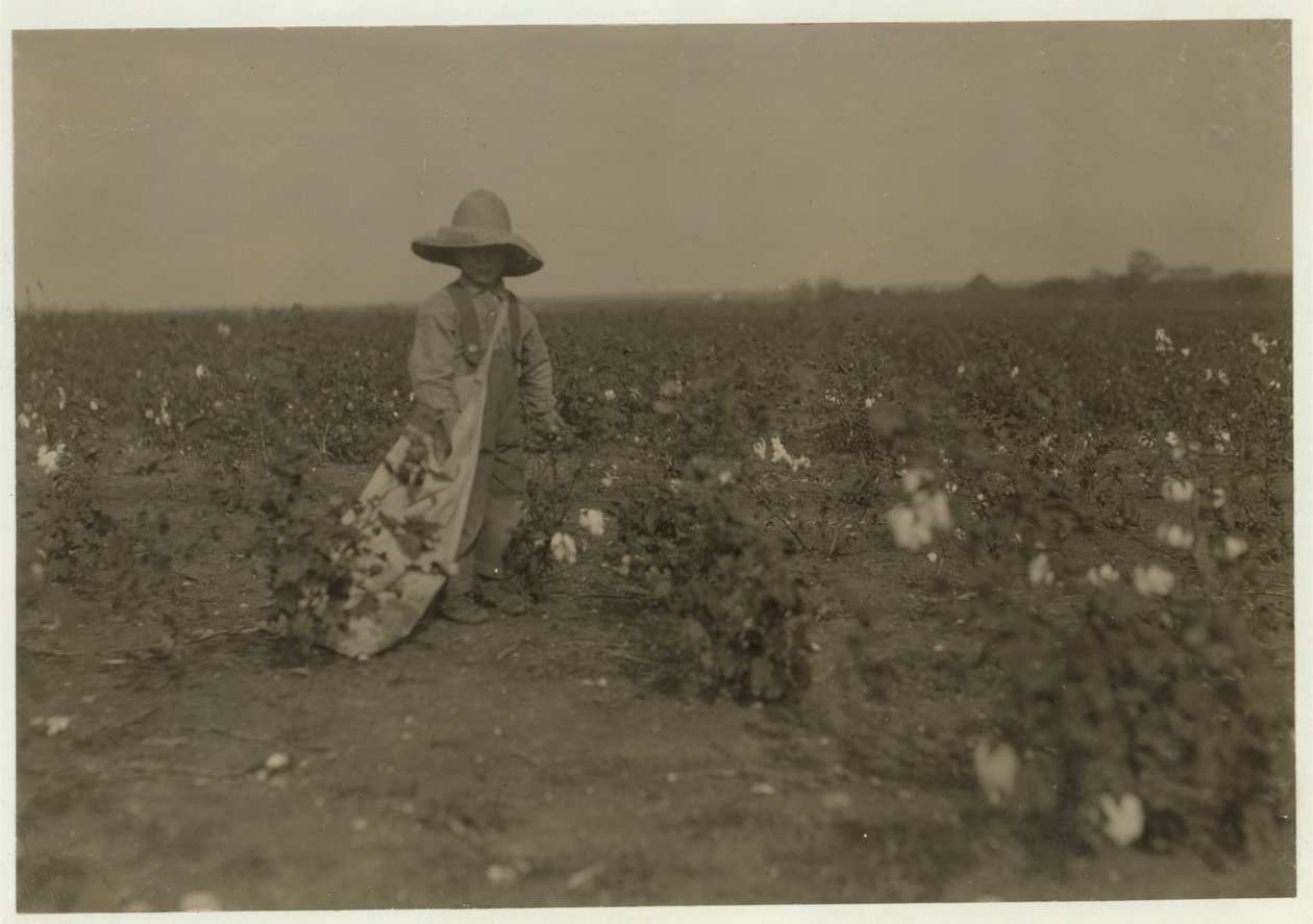 5letý Willie Hesse nasbírá 15 liber bavlny denně na 80akrové farmě svých rodičů poblíž West, Texas, 1913 od Lewis Wickes Hine