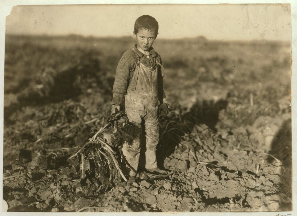6letý Jo tahající cukrovou řepu na farmě poblíž Sterling, Colorado, 1915 od Lewis Wickes Hine