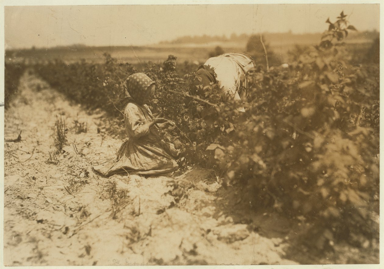 Šestiletá polská dívka, která celý den sbírá bobule se svou rodinou (Scholtz) v Rock Creek poblíž Baltimoru, Maryland, 1909 od Lewis Wickes Hine