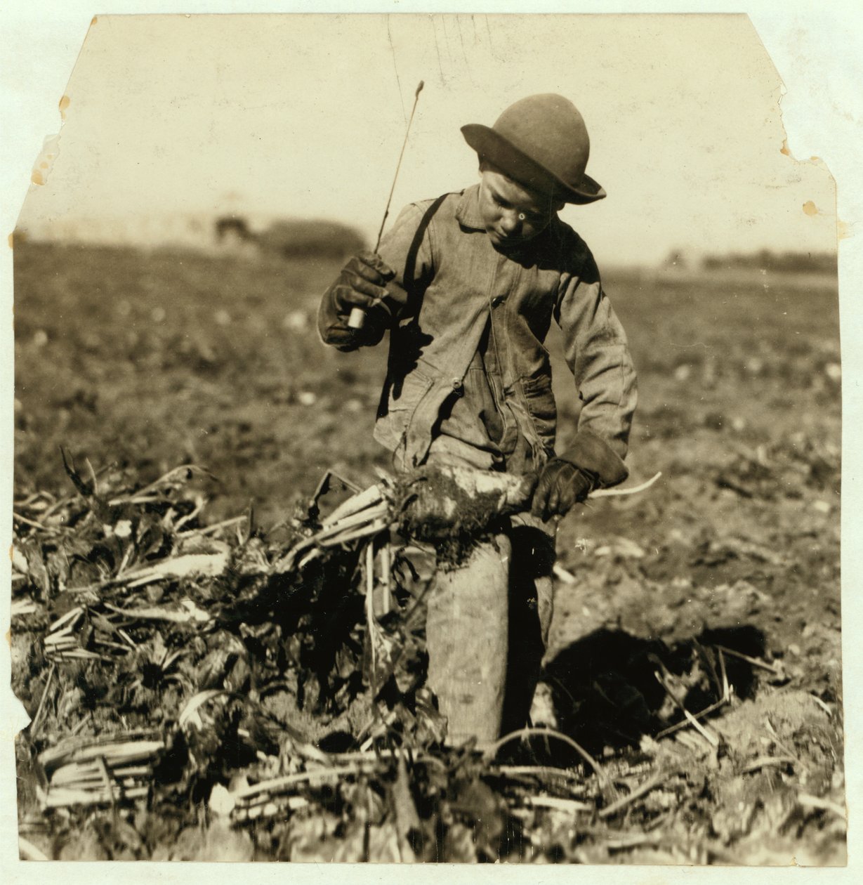 Alex Reiber ve věku 7 let přelévá cukrovou řepu poté, co si „zahákl“ koleno, poblíž Sterling, Colorado, 1915 od Lewis Wickes Hine