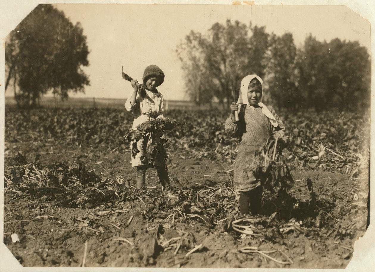 Amelia a Mary Luft, 9 a 12, řezání cukrové řepy na farmě poblíž Sterling, Colorado, 1915 od Lewis Wickes Hine