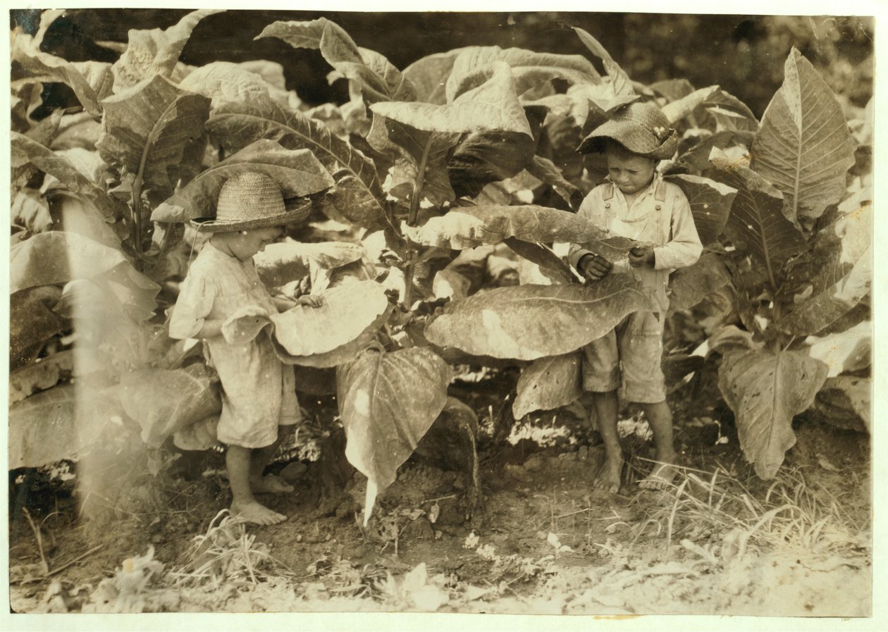 Červ a přísavný tabák Amos 6 a Horace 4 celý den pěstují pro svého otce Johna Neala ve Warren County, Albaton, Kentucky, 1916 od Lewis Wickes Hine