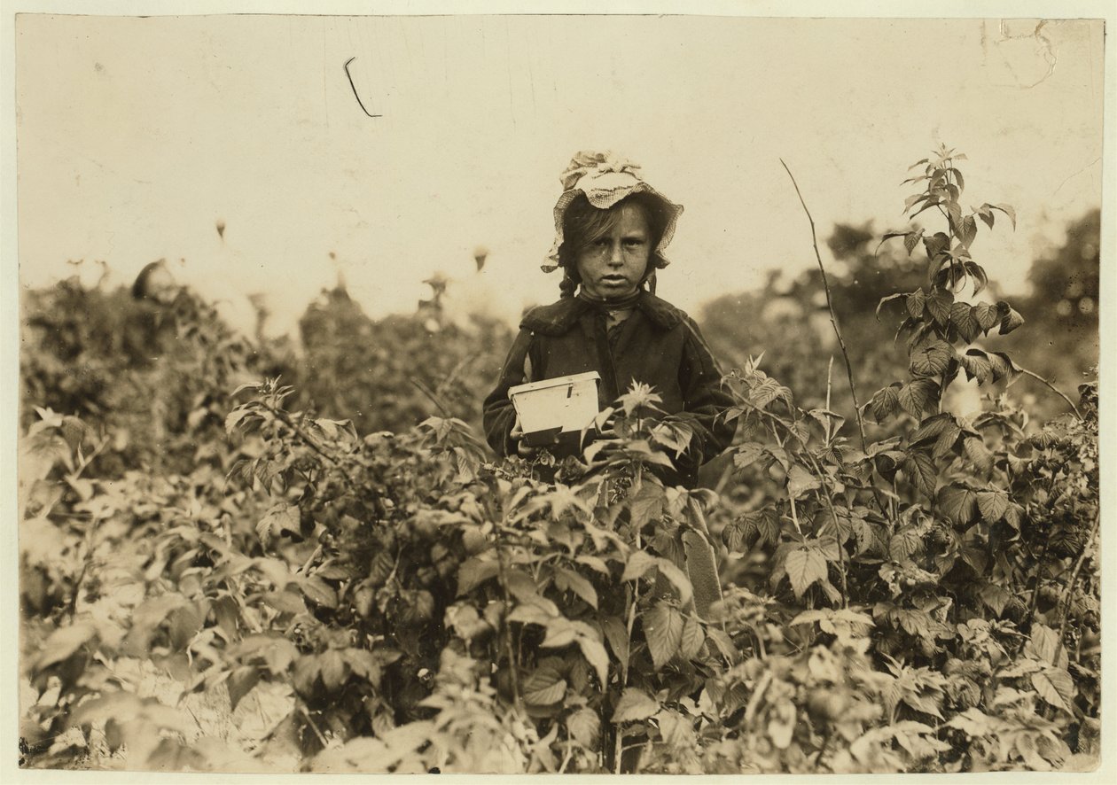 Annie Bissie sbírá bobule na polích poblíž Baltimoru, Maryland, 1909 od Lewis Wickes Hine