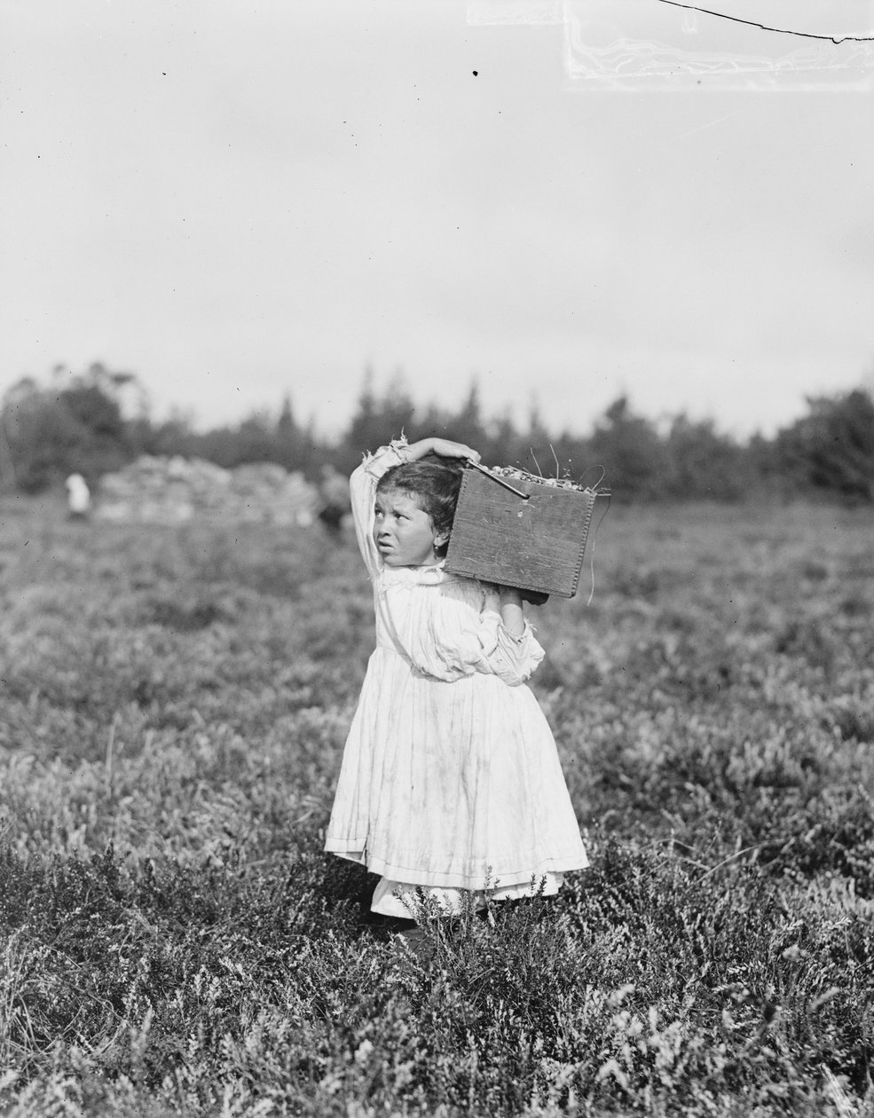 Osmiletá Jennie Camillo z Philadelphie sbírá brusinky v Theodore Budd