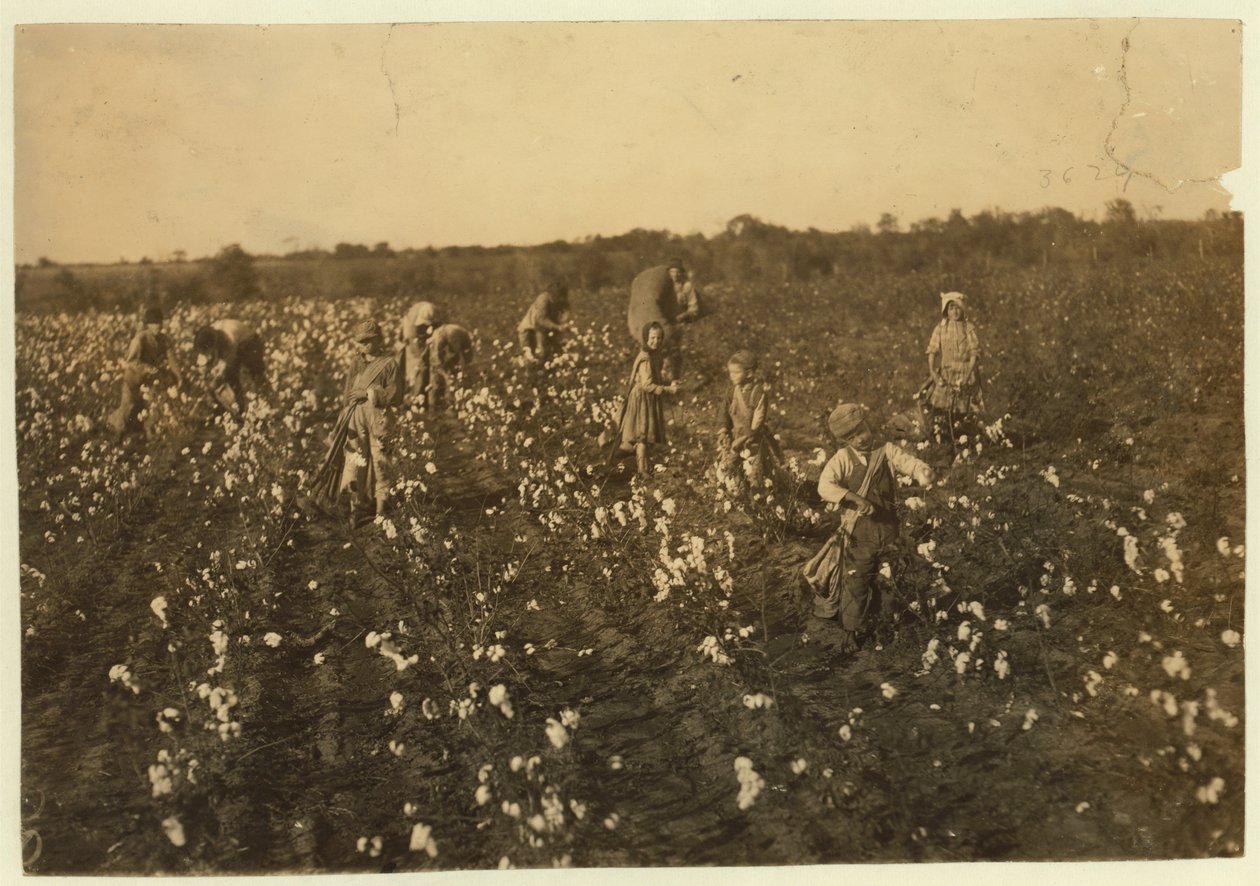 Rodina sbírající bavlnu poblíž McKinney, Texas, 1913 od Lewis Wickes Hine