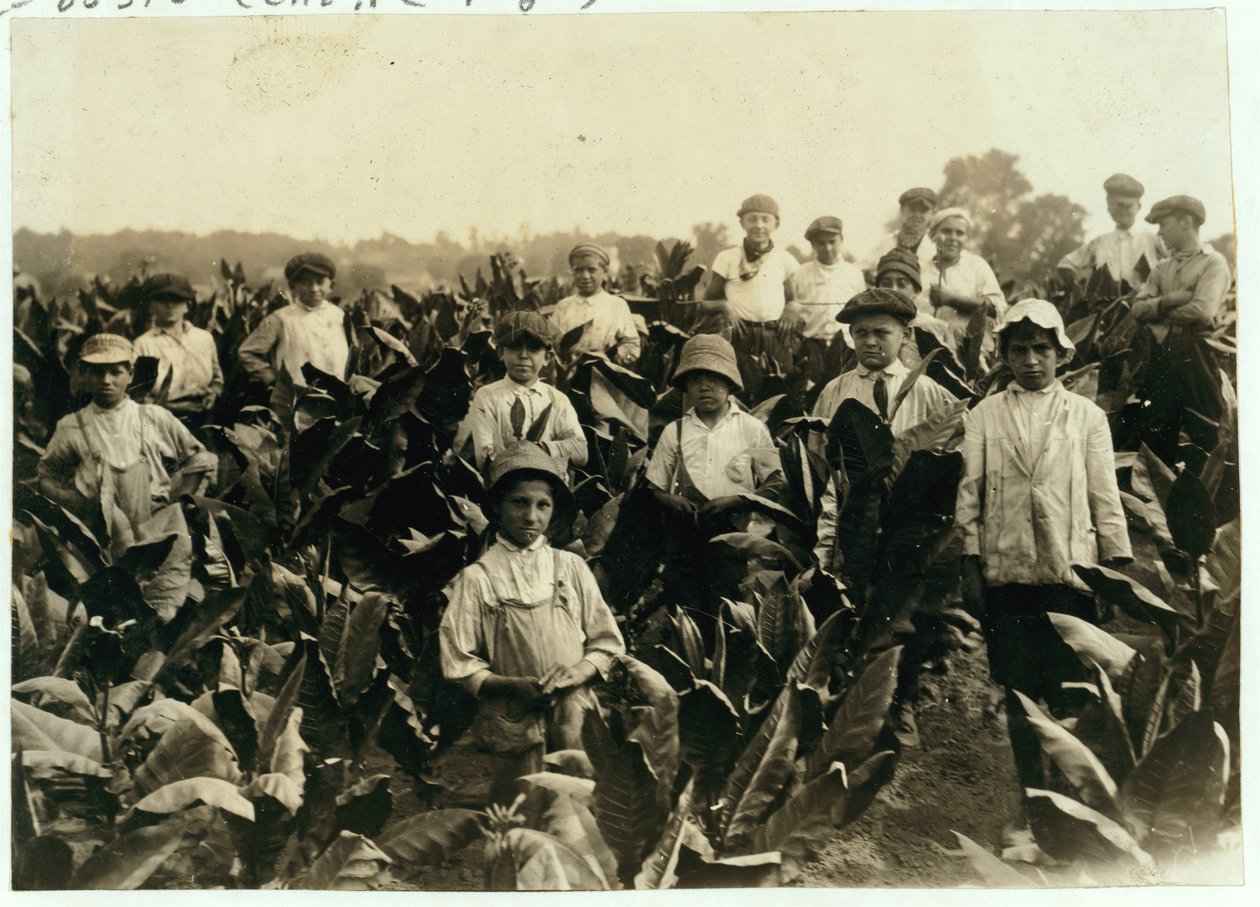 Goodrich Tobacco Farm, poblíž Gildersleeve, Connecticut, 1917 od Lewis Wickes Hine