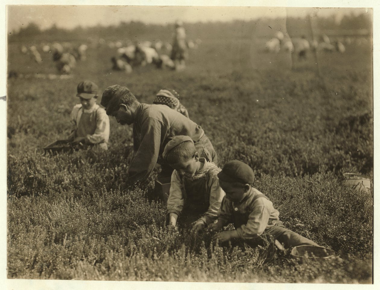 Jo Arnao 3, sbírá brusinky se svým bratrem 6 a sestrou 9 v Whites Bog, Browns Mills, New Jersey, 1910 od Lewis Wickes Hine