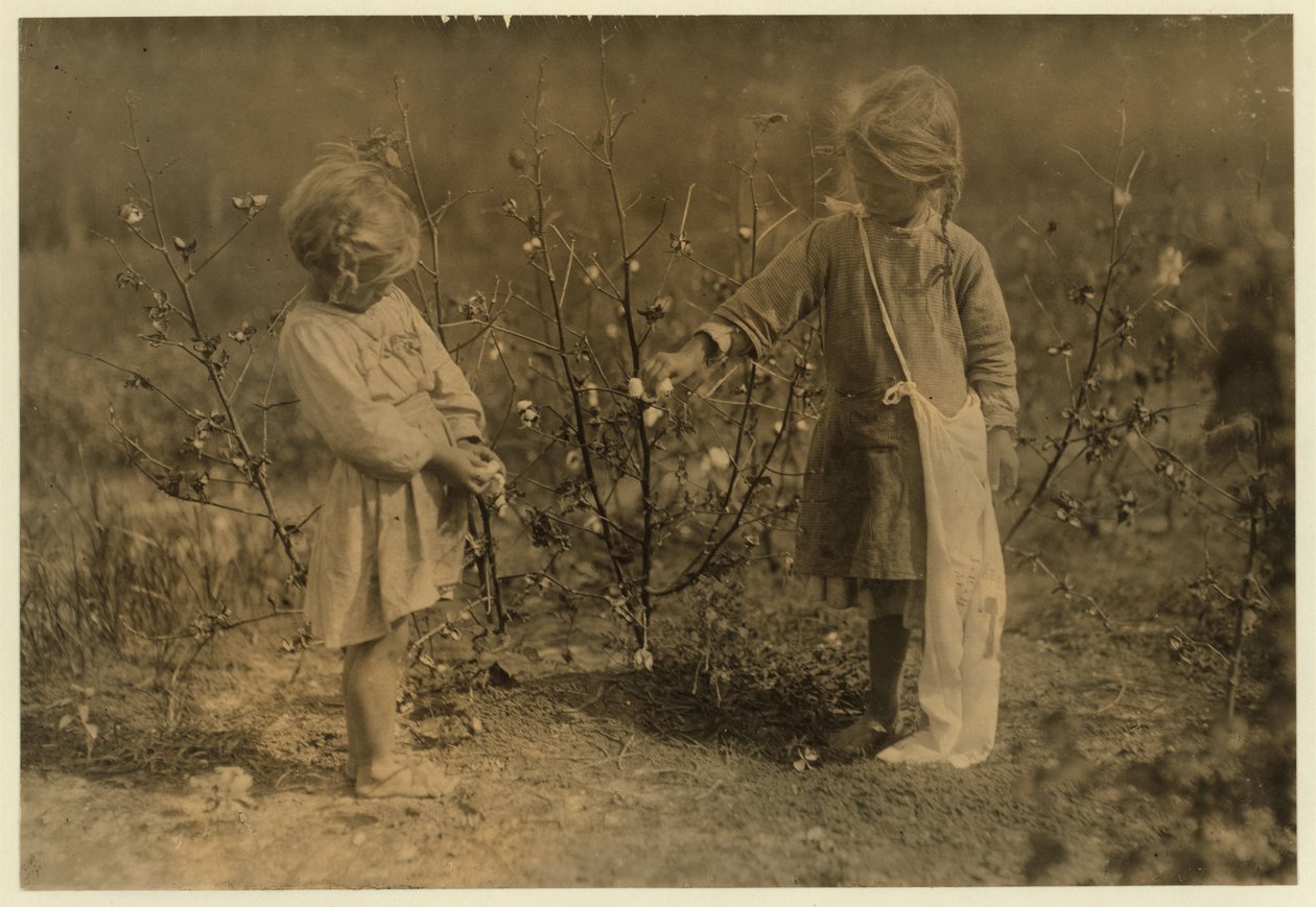 Millie ve věku 4 let sbírá 8 liber bavlny denně a Nellie 5 let 30 na farmě poblíž Houstonu v Texasu, 1913 od Lewis Wickes Hine