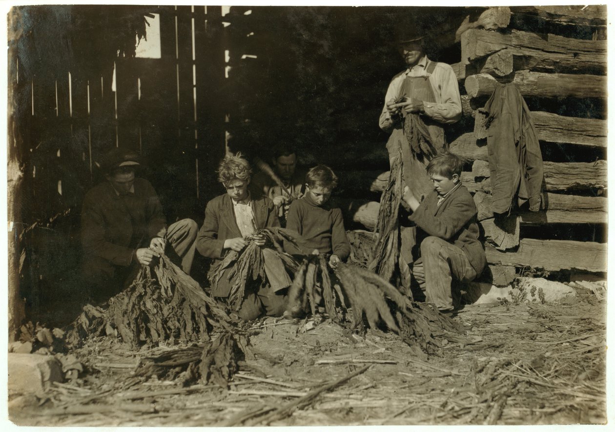 Synové J.H. Burch ve věku 12, 14 a 17 let svlékal tabák během školních hodin ve Warren County, Rockfield, Kentucky, 1916 od Lewis Wickes Hine