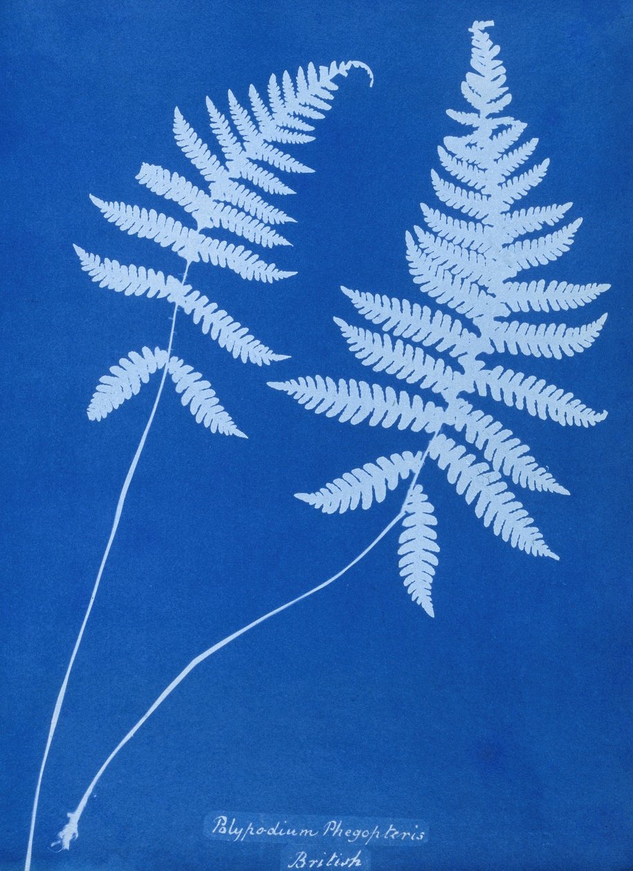 Kyanotypie Polypodium phegopteris od Unbekannt Unbekannt