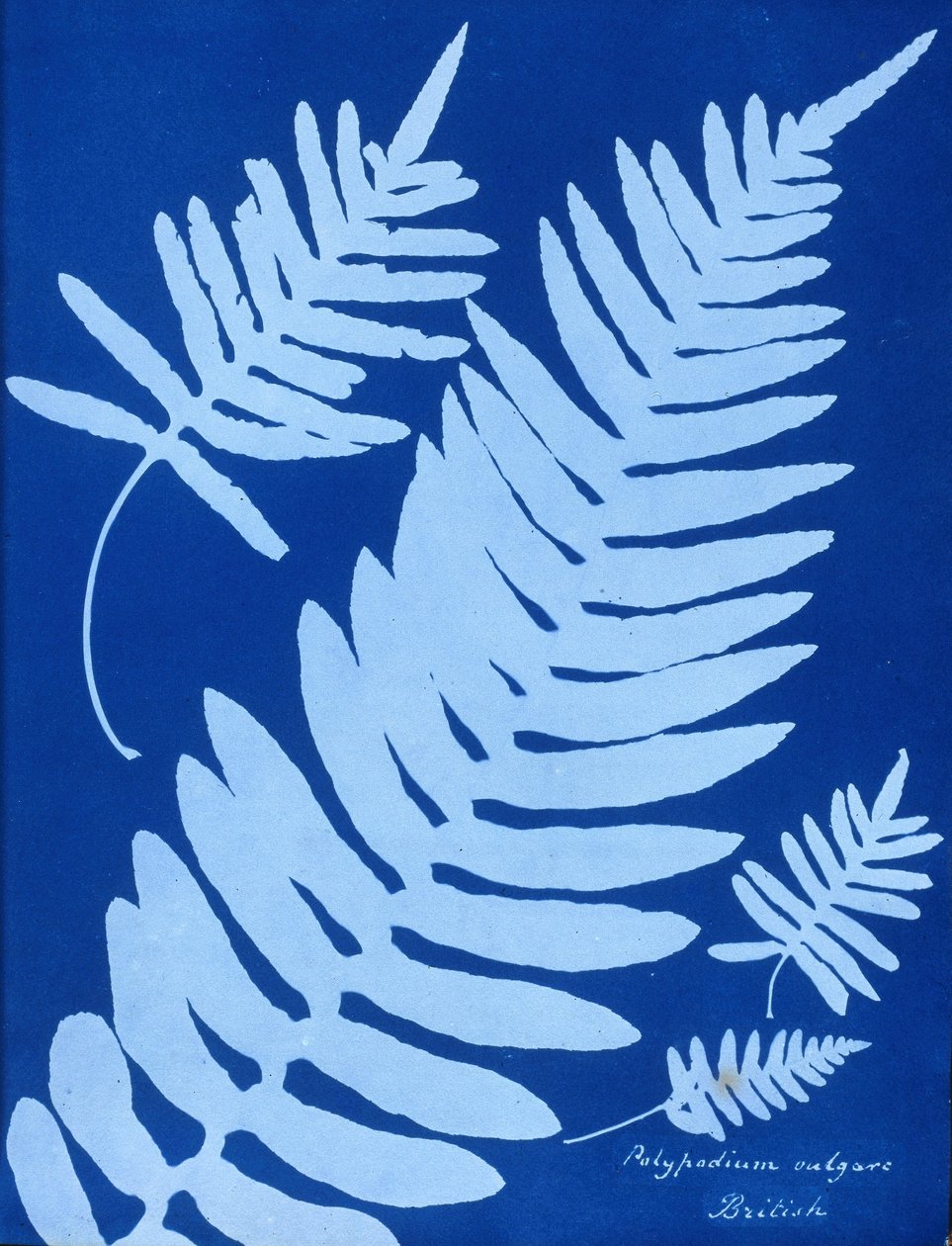 Kyanotypie Polypodium vulgare od Unbekannt Unbekannt