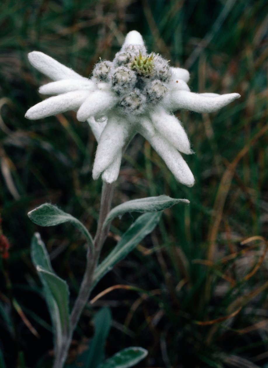 Edelweiss (foto) od Unbekannt Unbekannt