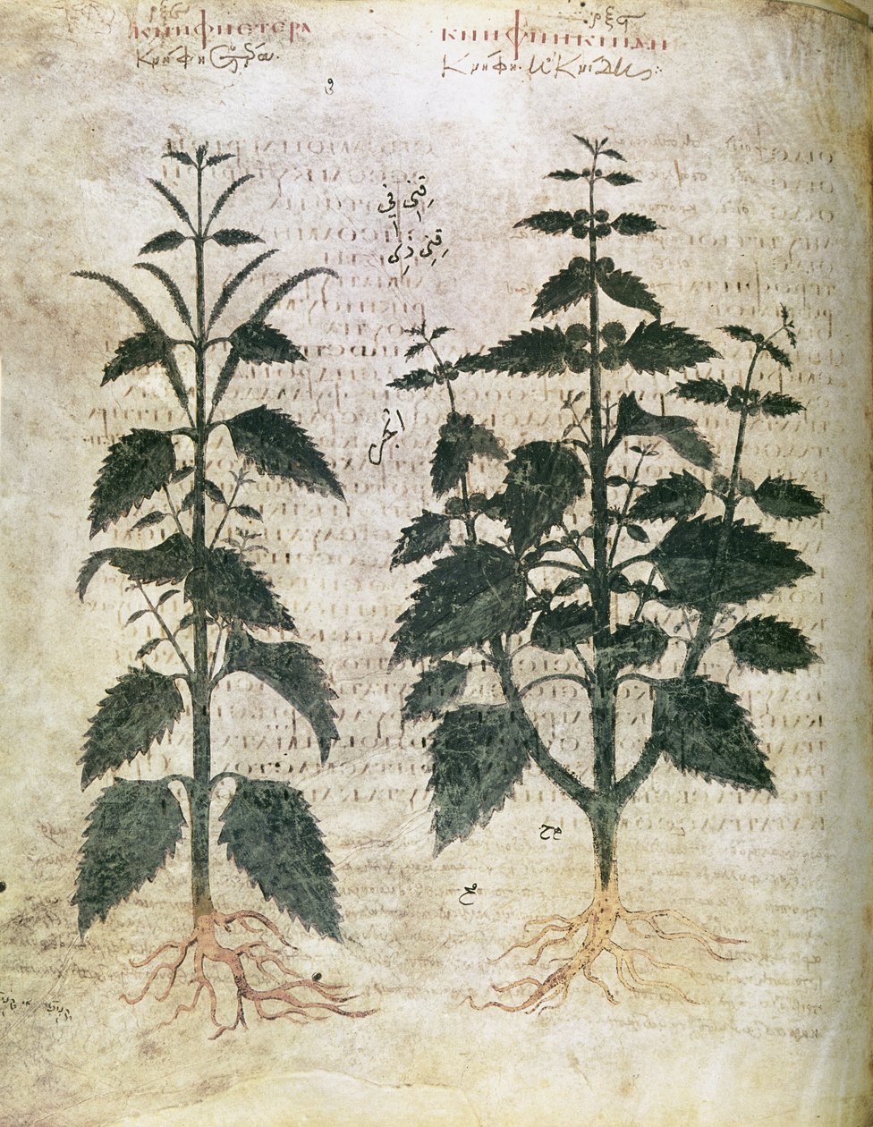 Byliny Nettles (orties), 6. stol od Unbekannt Unbekannt