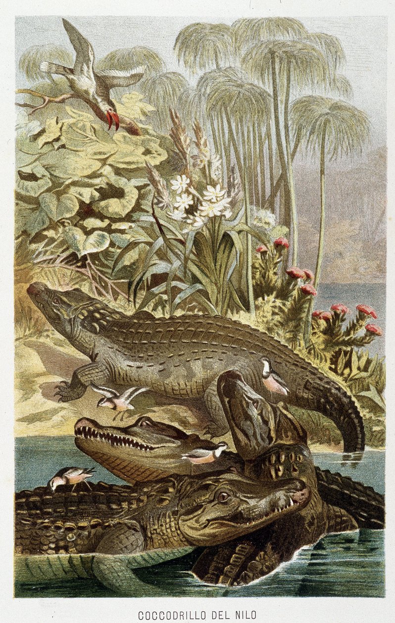 Krokodýli nilští (crocodylus niloticus) - v „Život zvířat“ od A.E. Brehm, Turín od Unbekannt Unbekannt