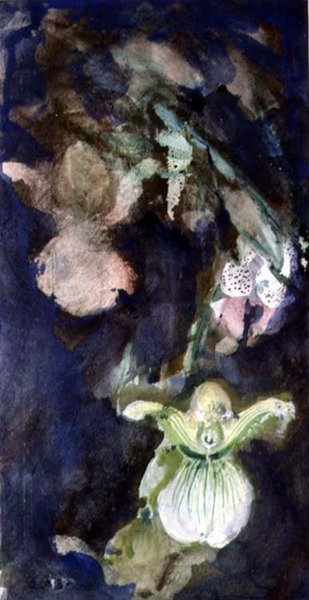 Střevíčníkové orchideje od Lily Blatherwick