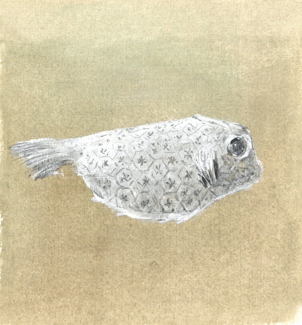 Box Fish, Srí Lanka, 2015 od Lincoln Seligman